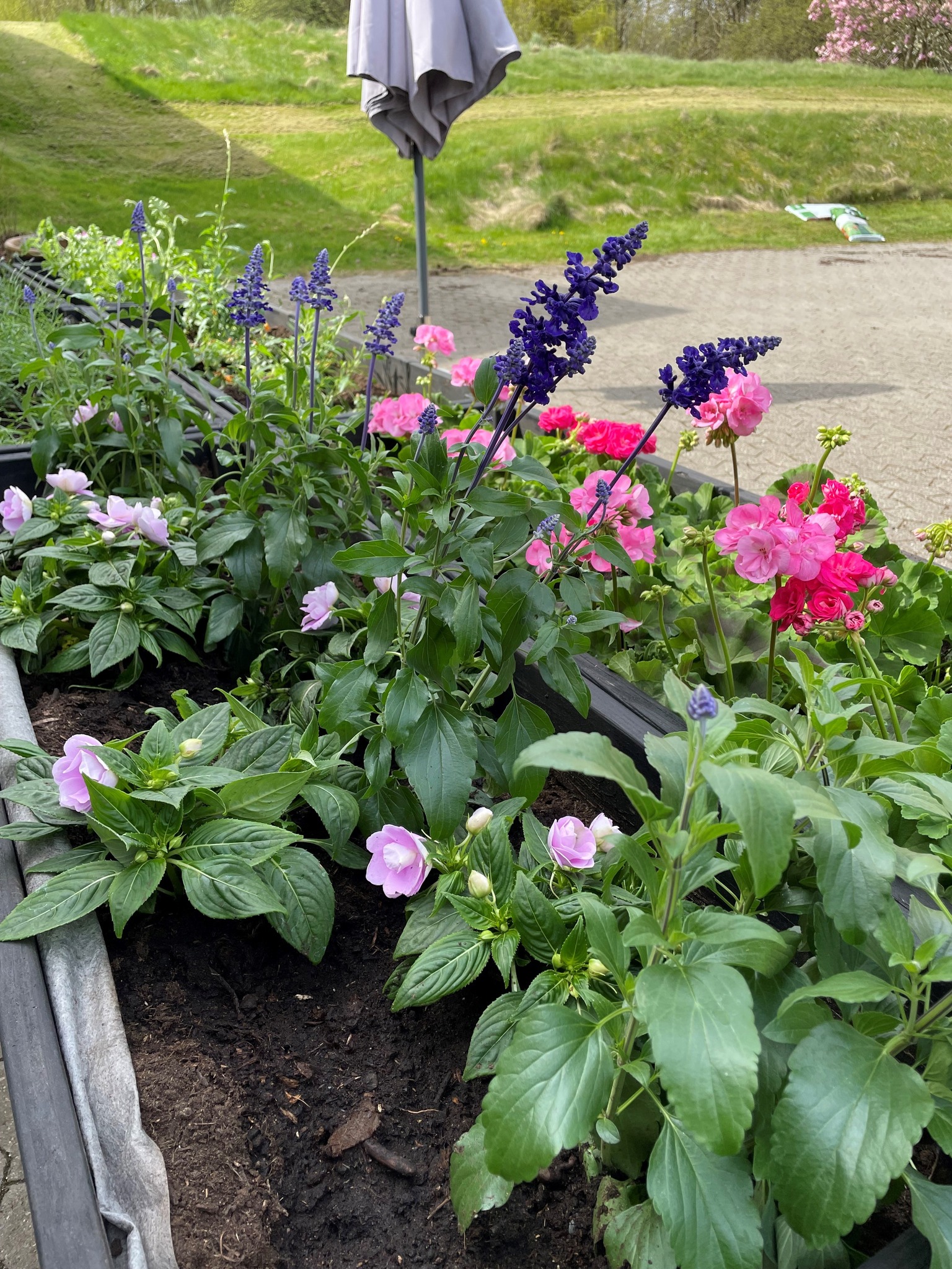 De smukke blomster i lilla, blå og lyserøder farver. 