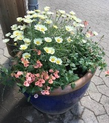 En blå krukke plantet med hvide og lyserøde blomster.