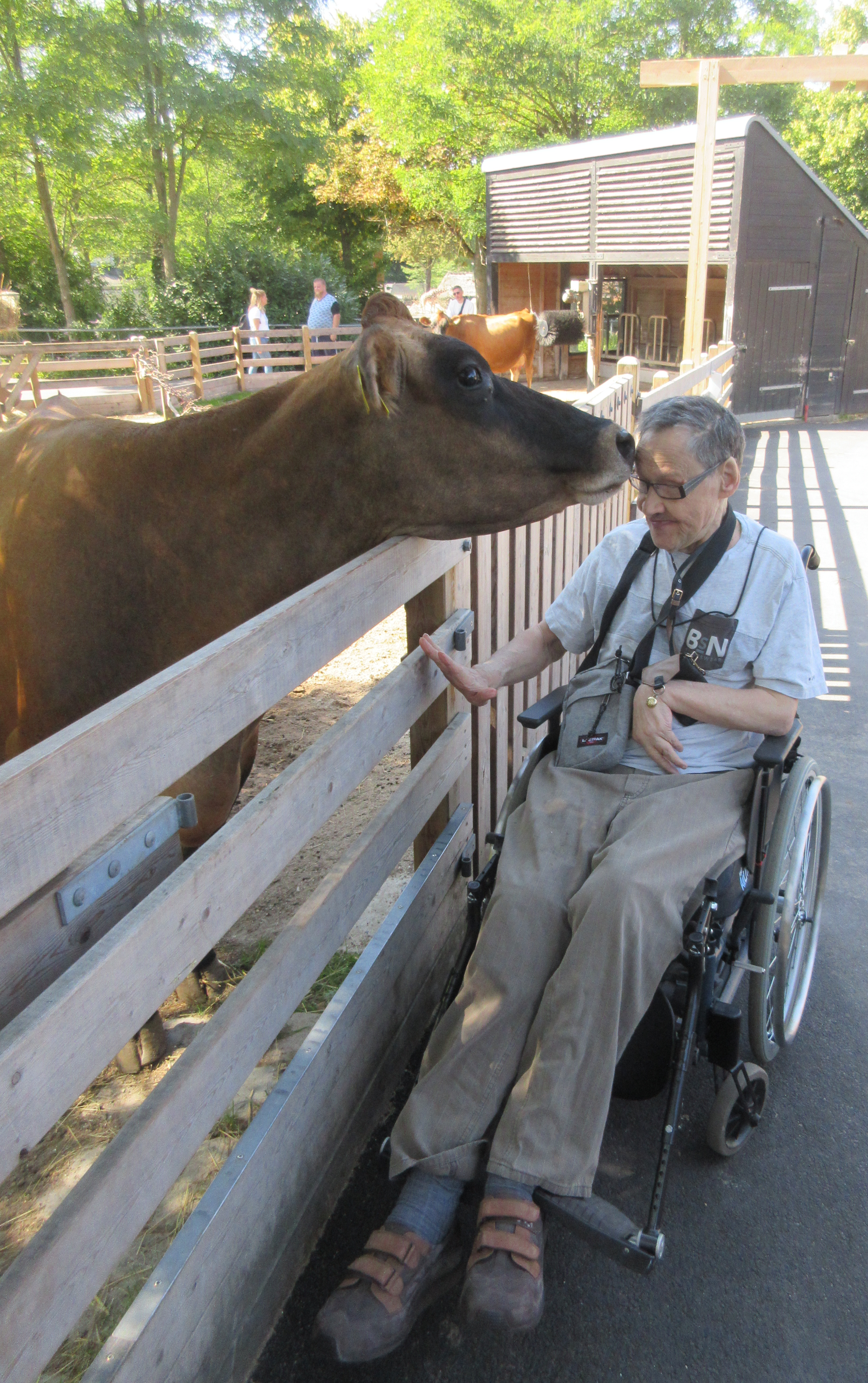 Mogens bliver kysset på panden af en ko i zoologisk have.